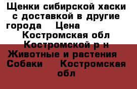 Щенки сибирской хаски с доставкой в другие города. › Цена ­ 7000-13000 - Костромская обл., Костромской р-н Животные и растения » Собаки   . Костромская обл.